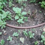 Le tecniche d’ irrigazione per l’orto