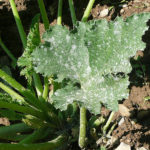 Come usare lo zolfo nell’orto e nel giardino biologico